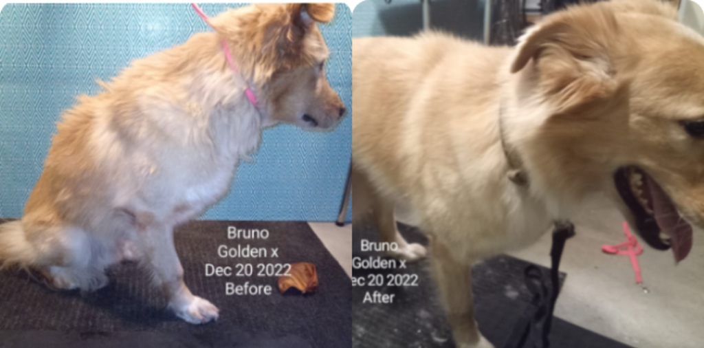 Trillium Dog Grooming | 1492 Falkenburg Rd, Bracebridge, ON P1L 1X4, Canada | Phone: (705) 641-1751