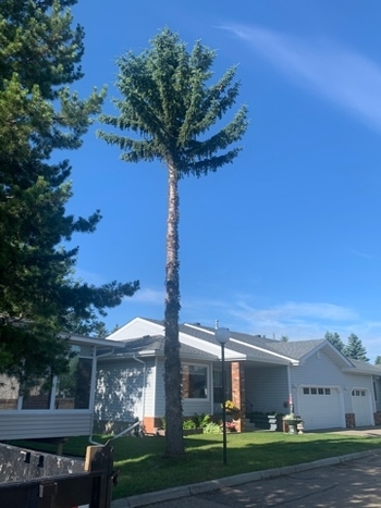 Tree Removal St. Albert | 6021A Tudor Gln, St. Albert, AB T8N 3V4, Canada | Phone: (587) 400-4507