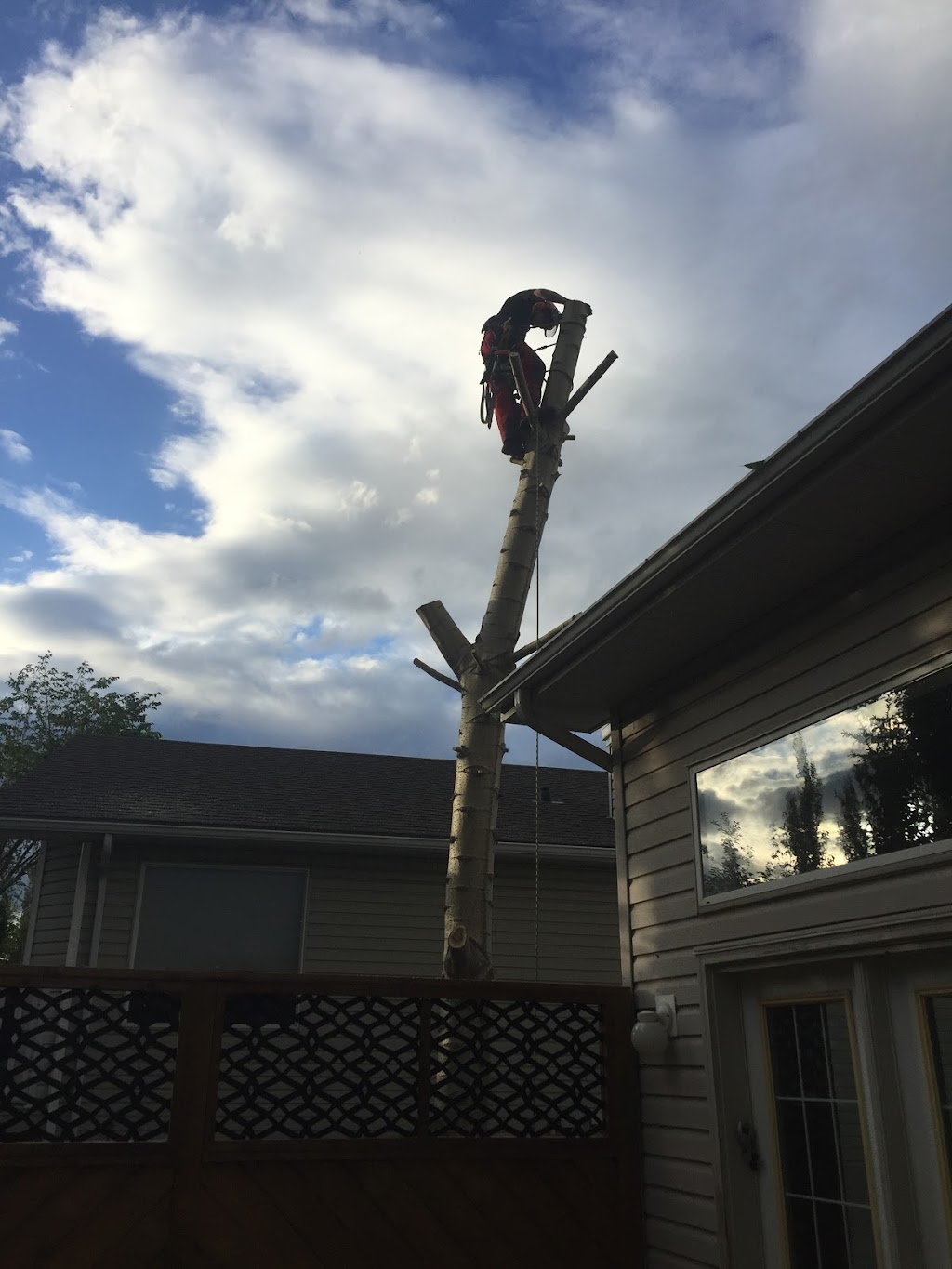 Bucks Tree Service | 1512 Grant Ct NW, Edmonton, AB T5T 6L3, Canada | Phone: (780) 934-8837