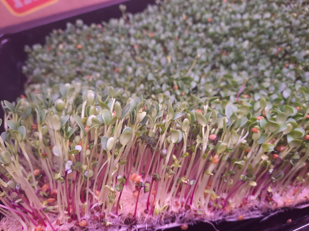 Sprouting Joy Microgreens | 5th St SE, Chesley, ON N0G 1L0, Canada | Phone: (226) 668-2239