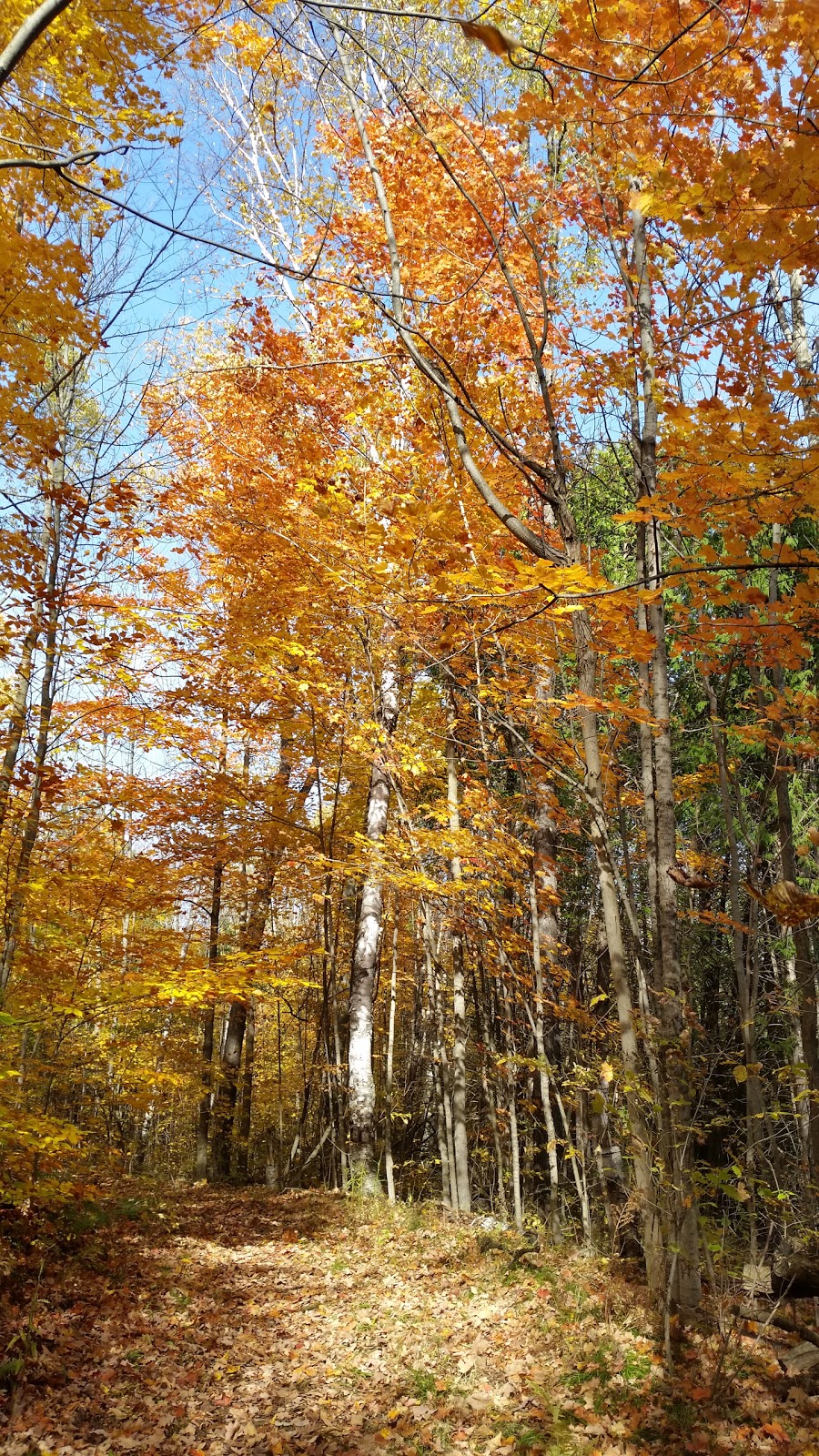 Welsh Tract - Forest Of The Secret Pond Trail | 3741-4367 Line 12, Cookstown, ON L0L 1L0, Canada