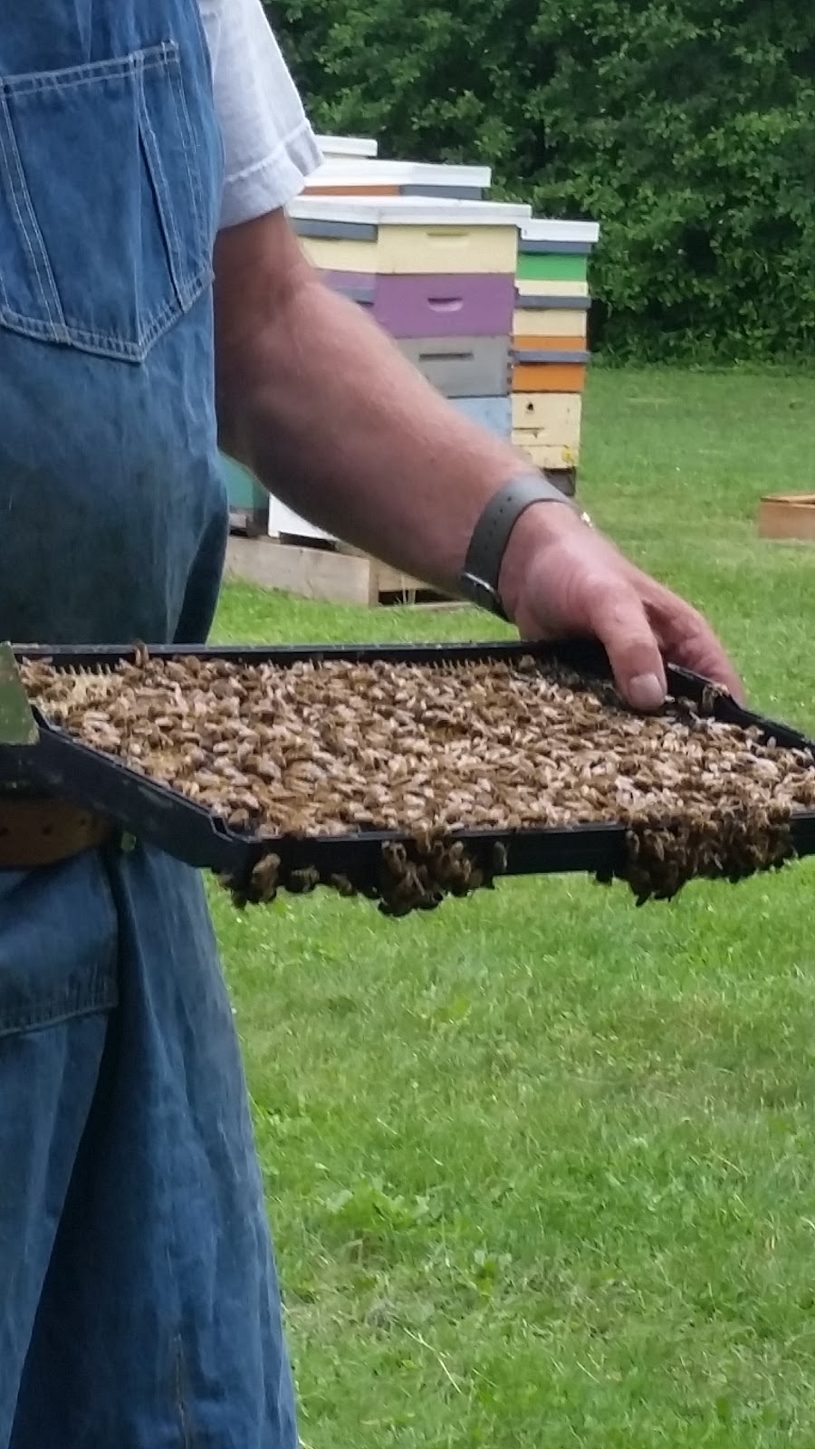 University Of Guelph Beekeeping Lab | 308 Stone Rd E, Guelph, ON N1G 2W1, Canada | Phone: (519) 836-8897