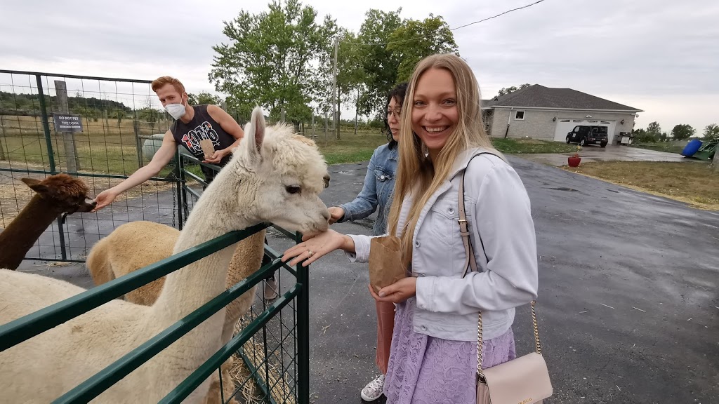 Alpacas from Eighth & Mud | 232 8th Rd E, Stoney Creek, ON L8J 3M2, Canada | Phone: (905) 308-6188