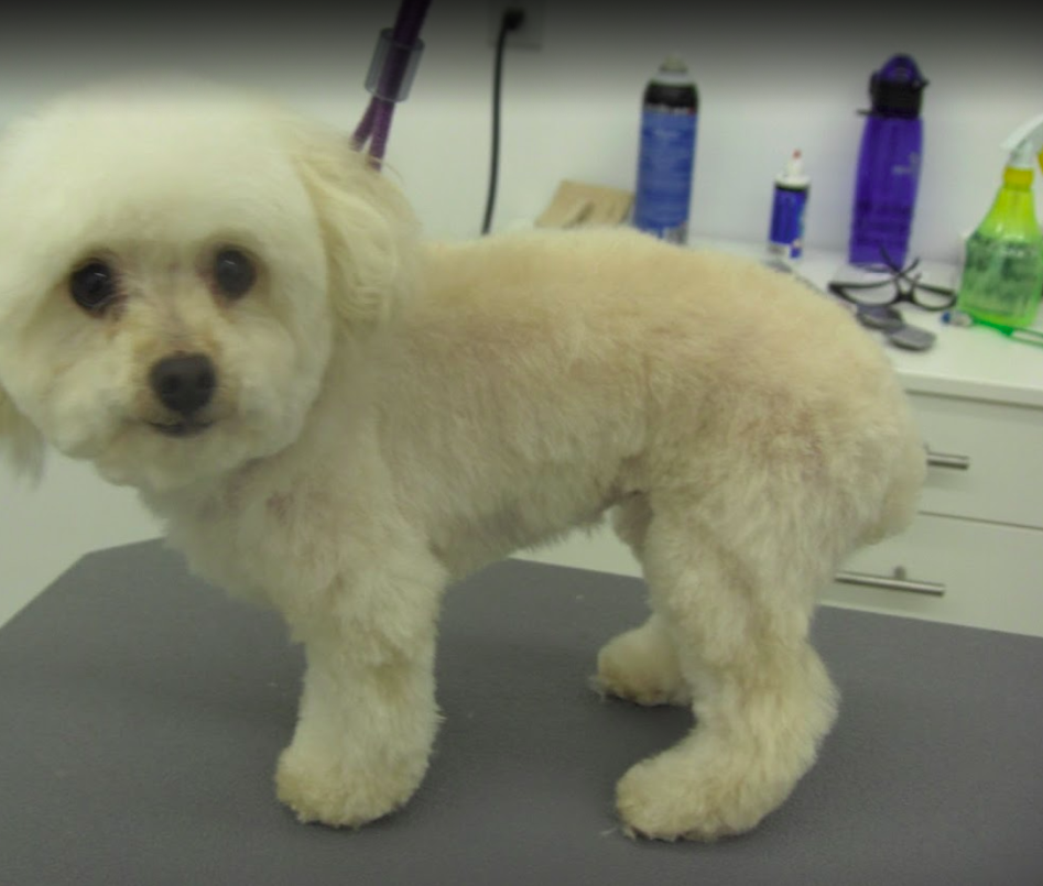 Precious Pets Grooming Salon | 2715 Valleyview Dr, Kamloops, BC V2C 4E7, Canada | Phone: (250) 320-7214