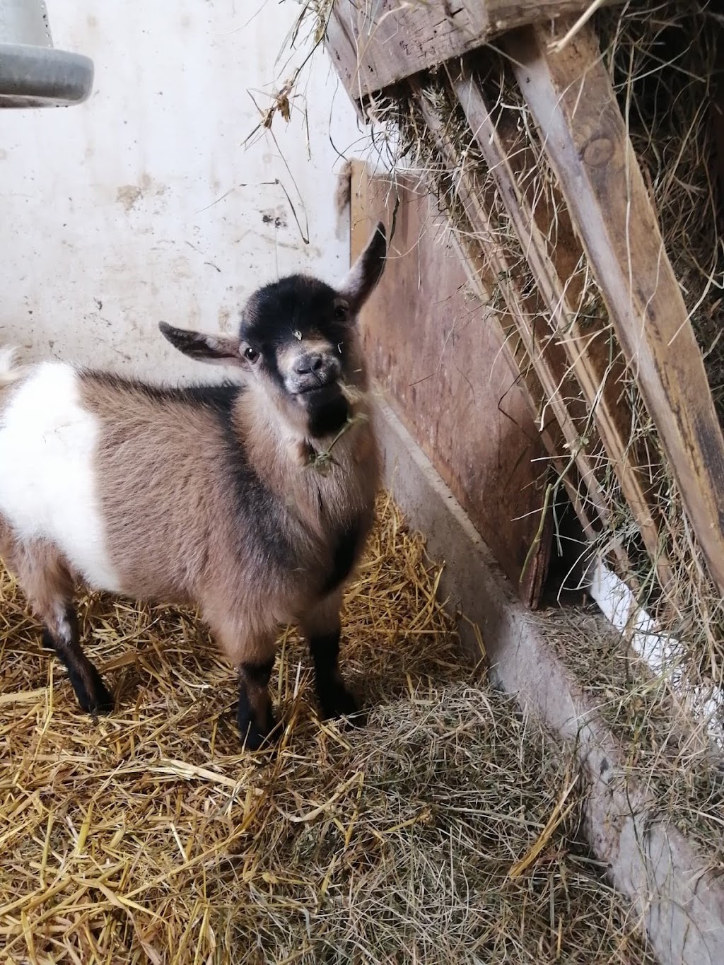 Ferme Genty senc | 1495 Chem. des Bouvreuils, Bécancour, QC G9H 4C9, Canada | Phone: (819) 698-1107