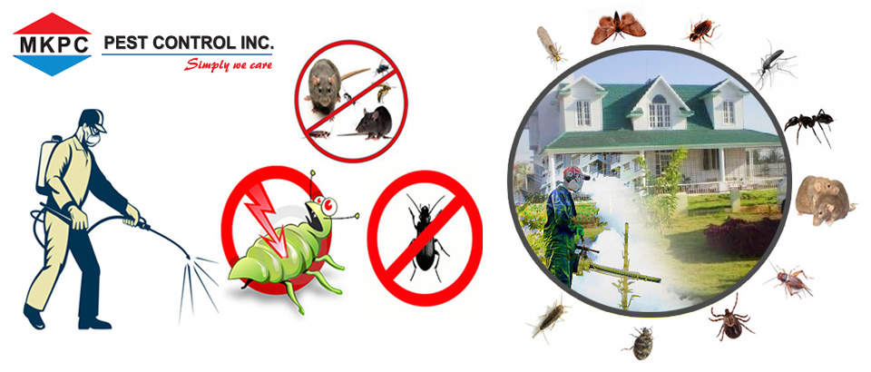 Metro King Pest Control Inc. | 380 Dixon Rd #2306, Etobicoke, ON M9R 1T3, Canada | Phone: (416) 241-7378