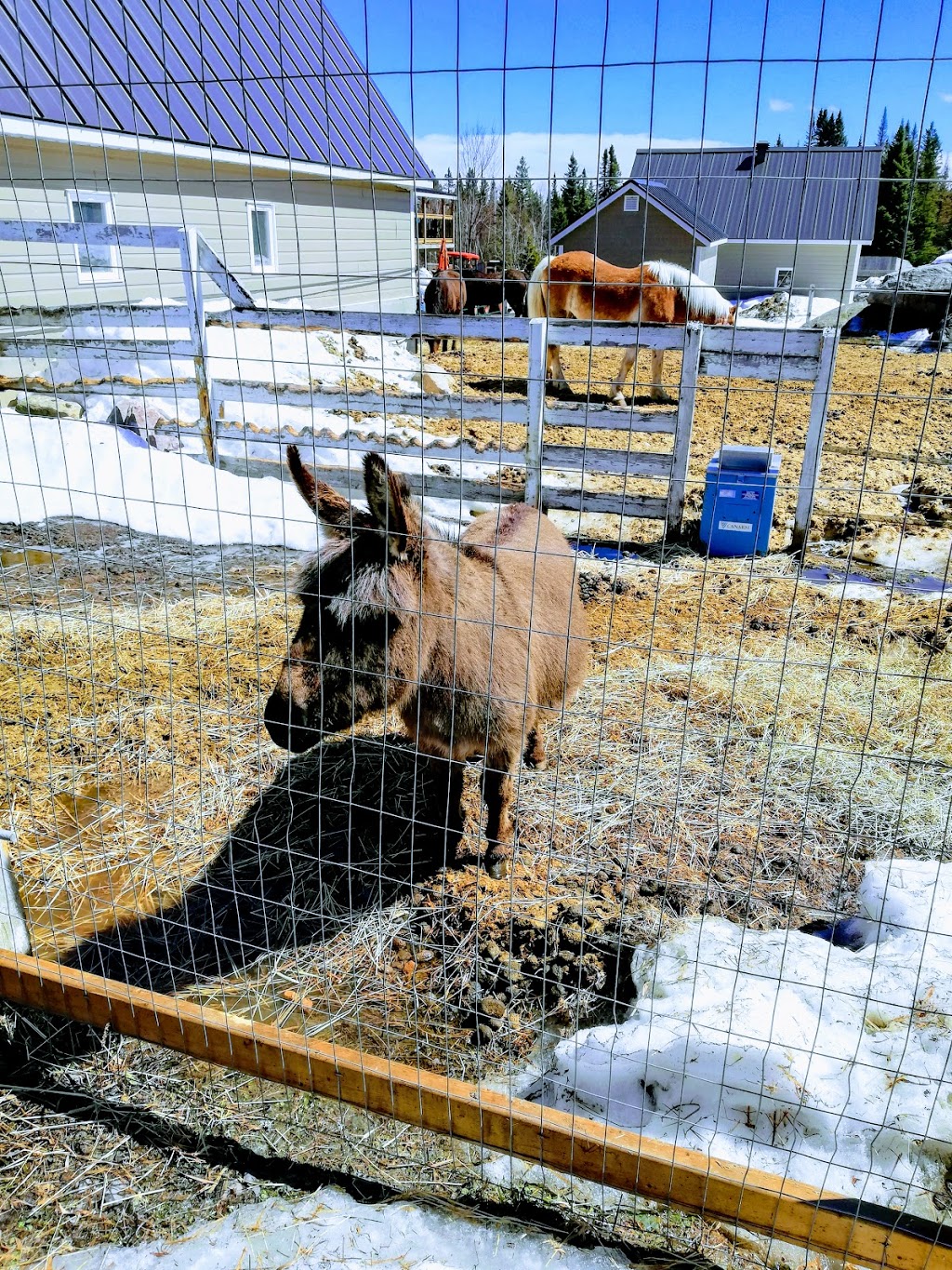 Ranch LaDouceur | 6250 Chemin du 10e Rang, Sainte-Agathe-des-Monts, QC J8C 0N6, Canada | Phone: (819) 321-1329