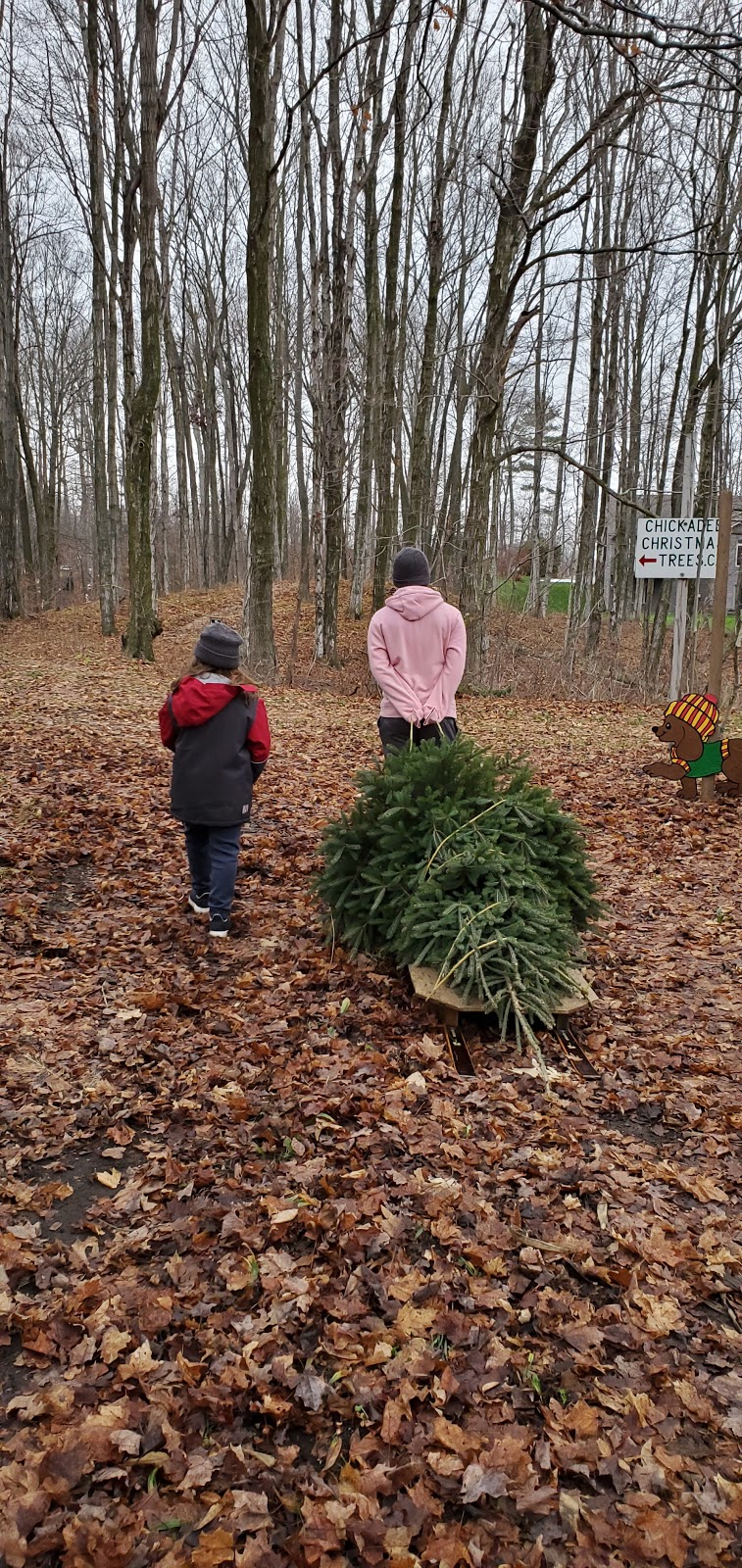 Chickadee Christmas Trees | 6639 Wellington Road 34, Cambridge, ON N3C 2V4, Canada | Phone: (519) 654-2029