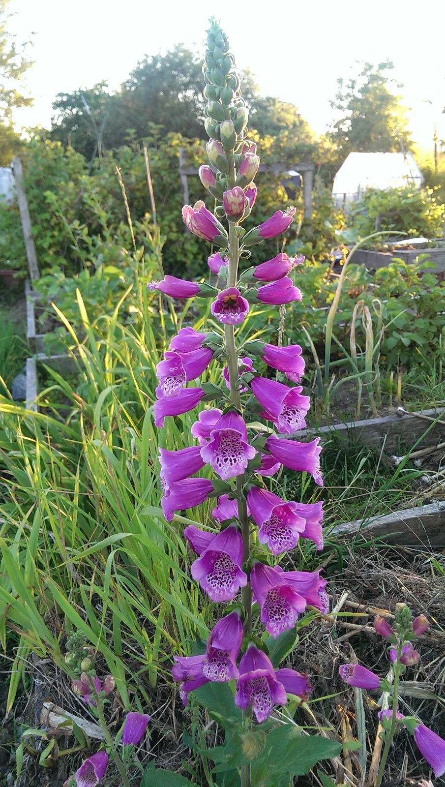 Colony Farm Community Gardens | Coquitlam, BC V3K, Canada