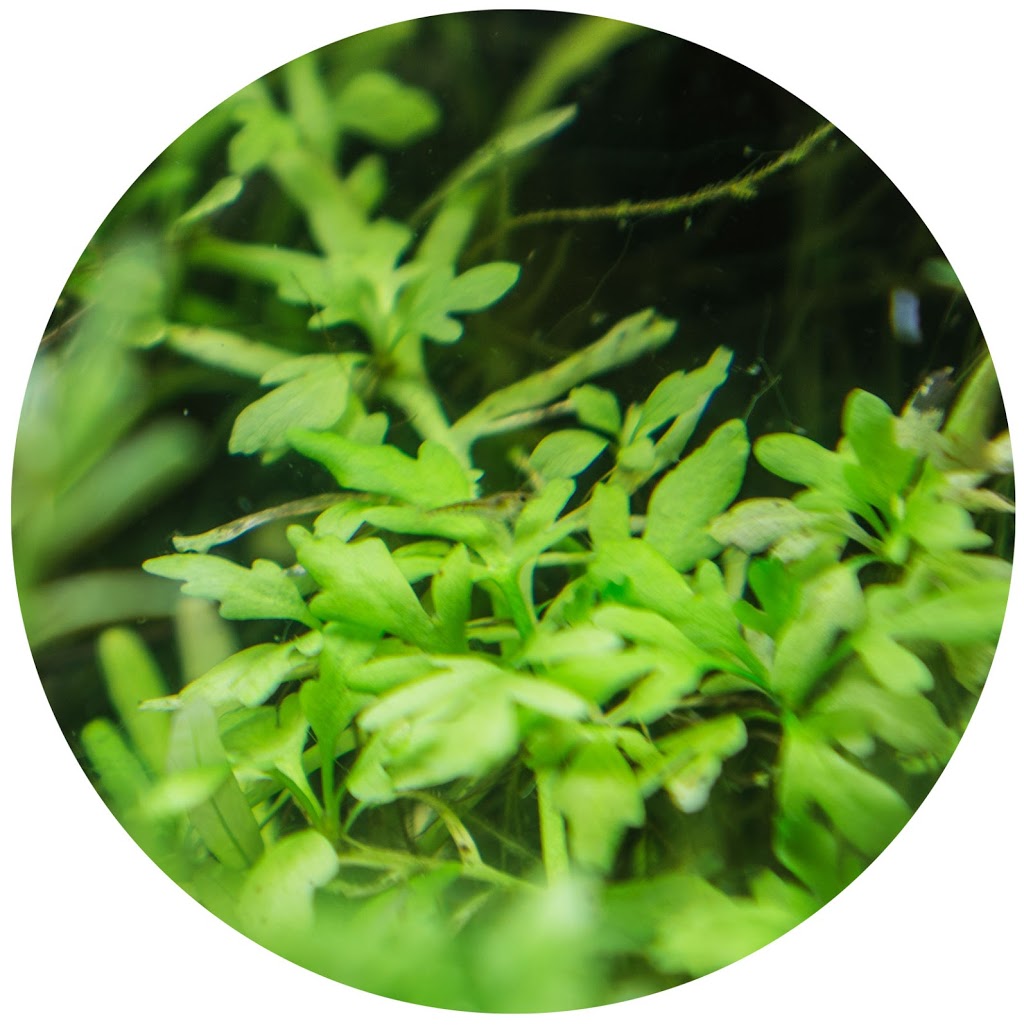 ABC Plants (Aquatic Botany Canada) | Must call in advance for any pickups, 2000 Rue Notre-Dame Est #517, Montréal, QC H2K 2N3, Canada | Phone: (866) 931-8454