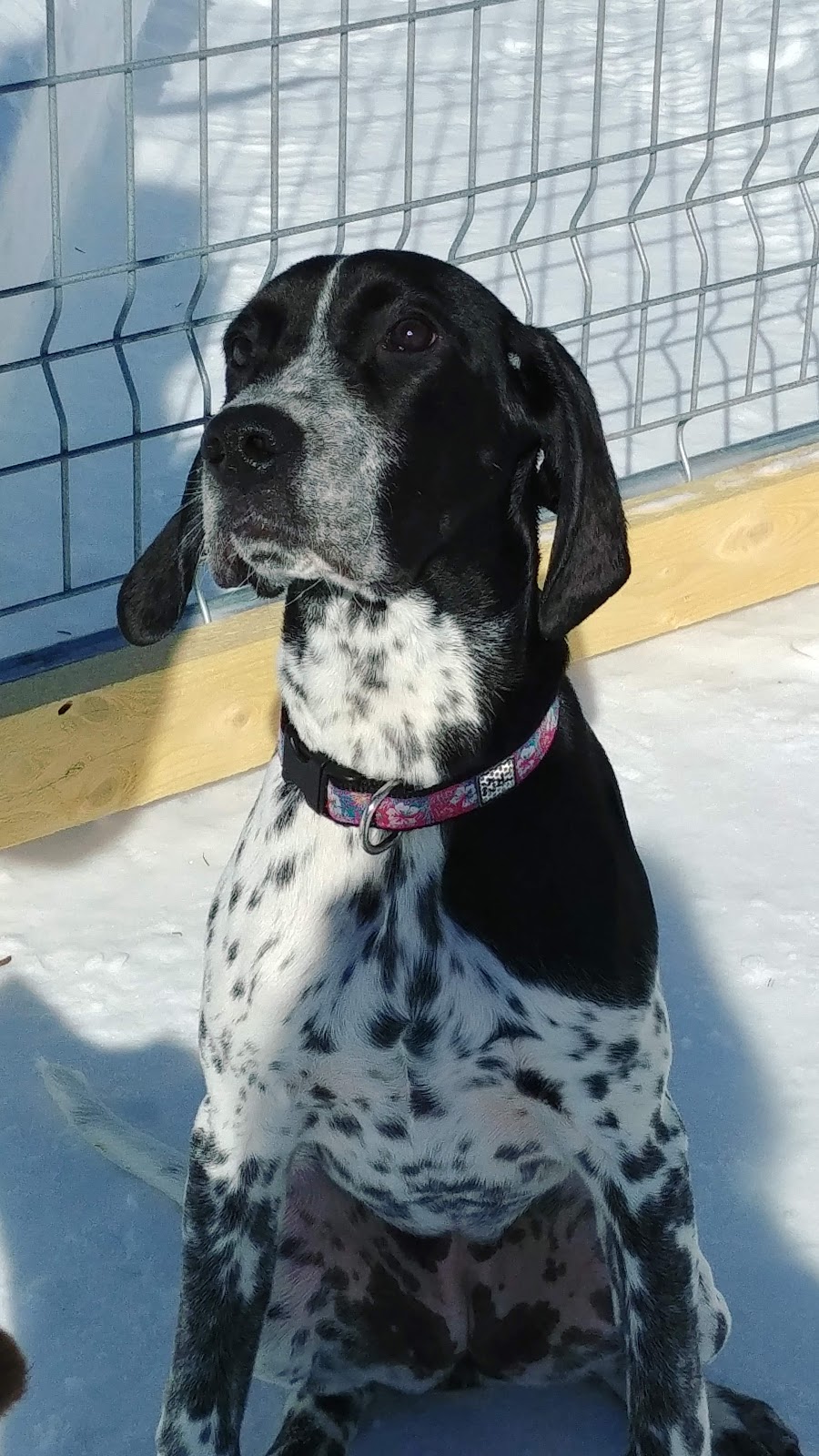 Comportement Canin /Éducateur Canin en renforcement positif | 435 Rang St Joseph, La Malbaie, QC G5A 2A9, Canada | Phone: (418) 324-3113