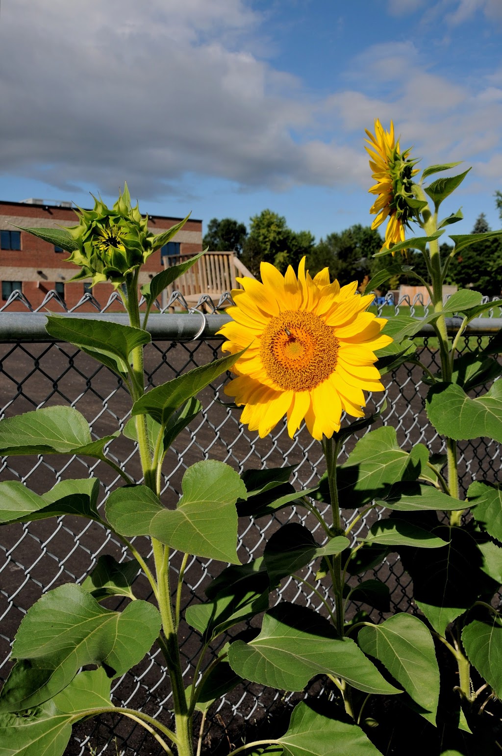 St. Elizabeth Seton School | 6133 Glen Erin Dr, Mississauga, ON L5N 2T7, Canada | Phone: (905) 821-2277