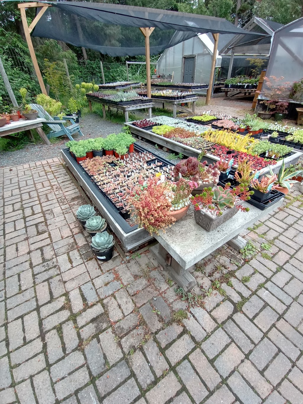 Valley Succulents | 2210 Anderton Rd, Comox, BC V9M 4B2, Canada | Phone: (250) 465-1338