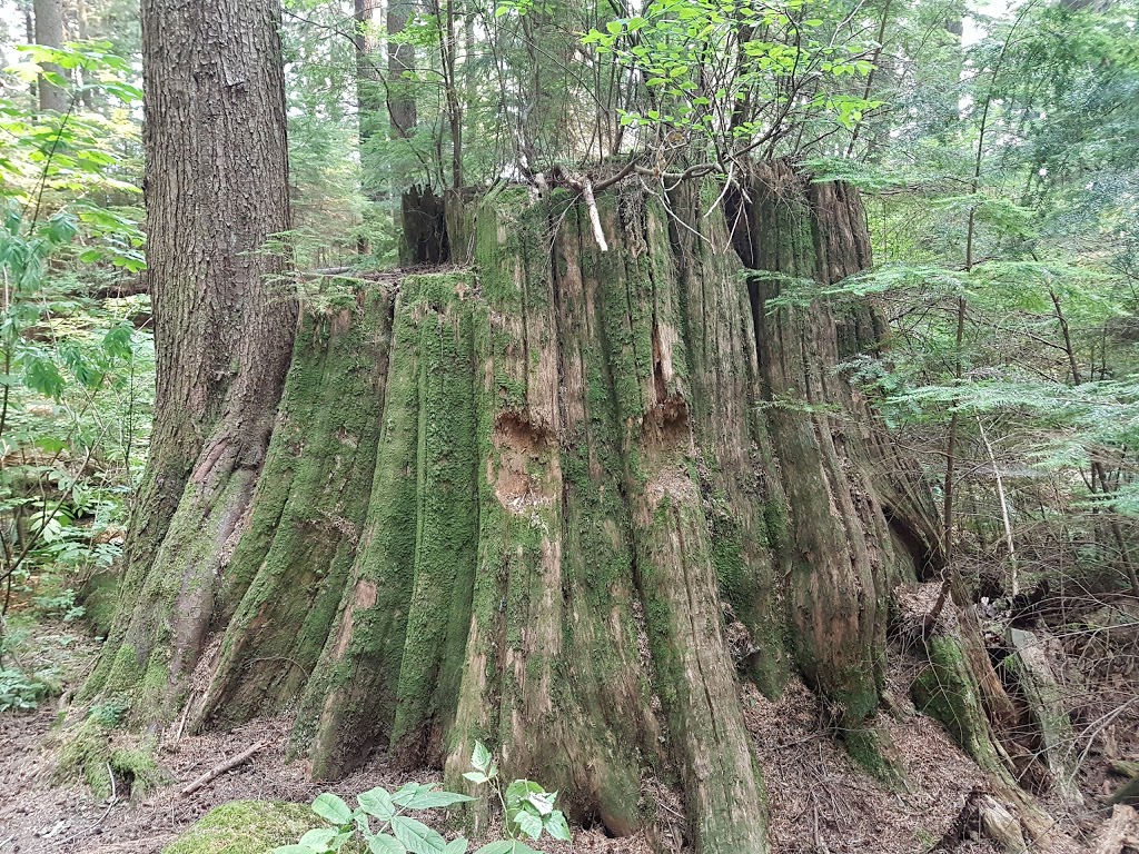 Lynn Canyon Bouldering Field | Lynn Valley Rd, North Vancouver, BC V7K 2T5, Canada