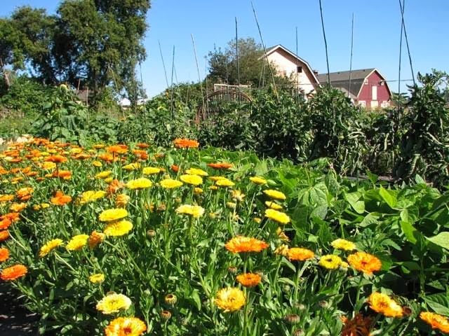 Earthwise Society Demonstration Garden and Farm | 6400 3 Ave, Delta, BC V4L 1B1, Canada | Phone: (604) 946-9828