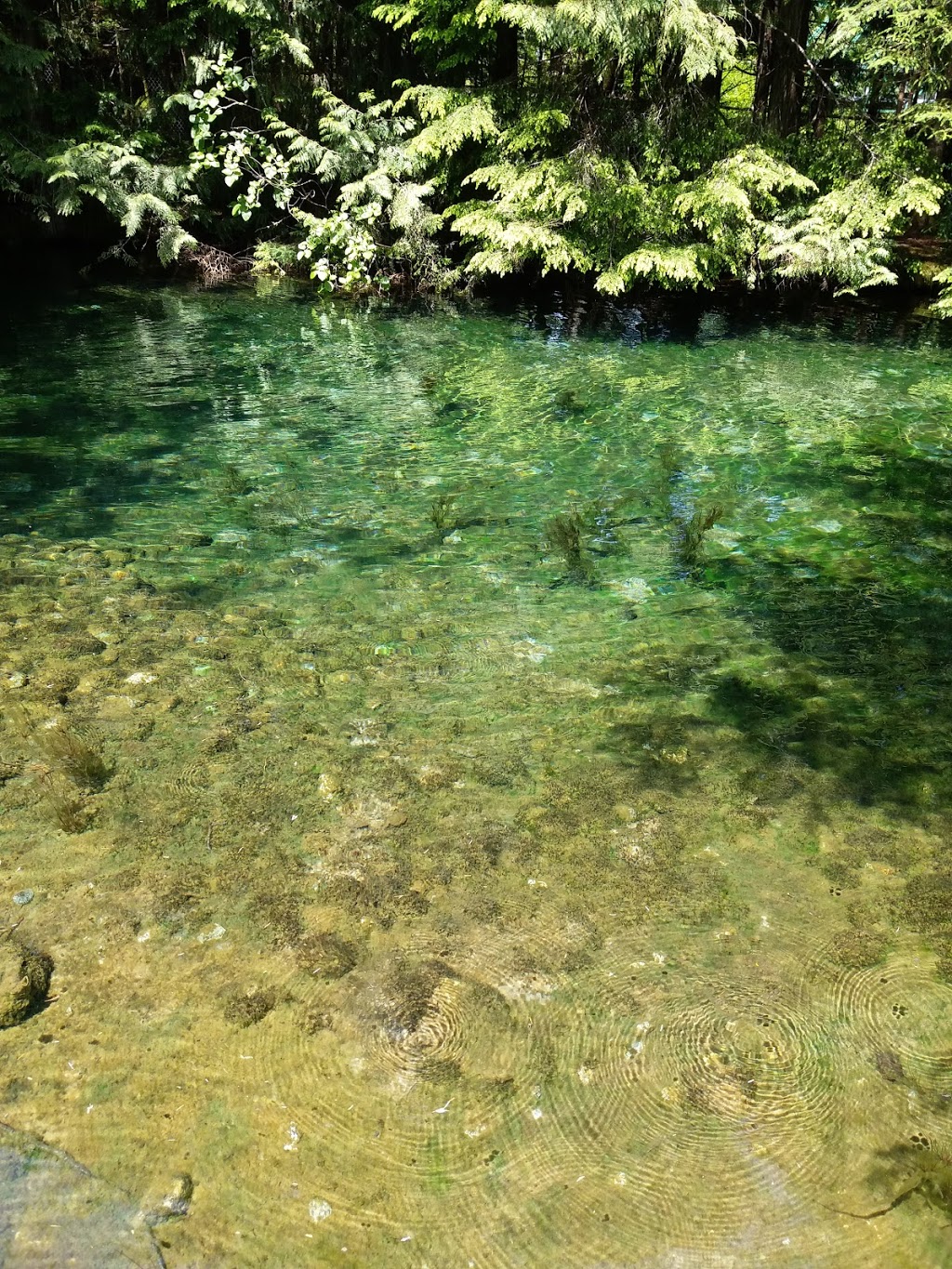 Seymour River Hatchery | Greater Vancouver A, BC V7K, Canada