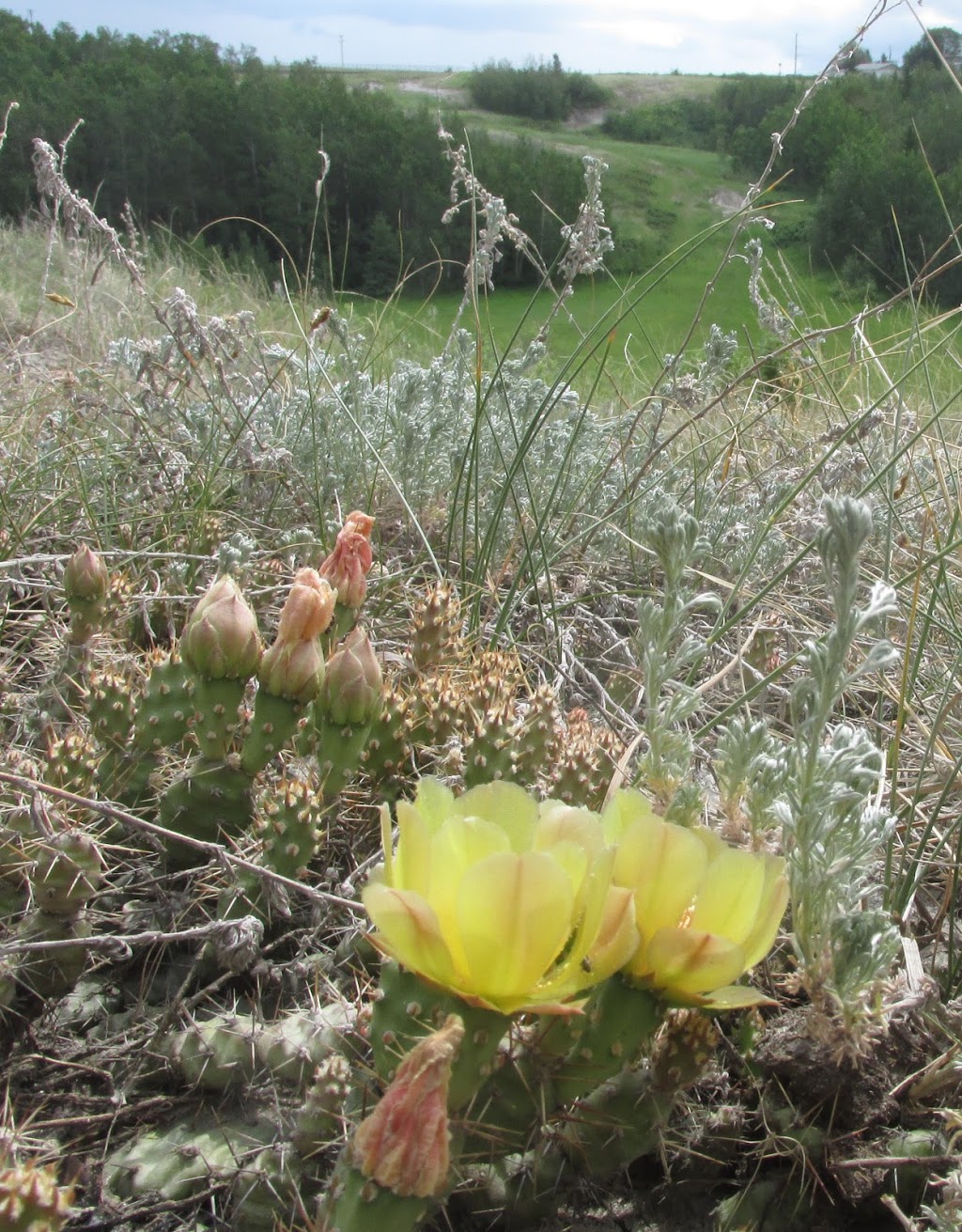 Gibbons Cactus Prairie | AB-28, Gibbons, AB T0A 1N0, Canada