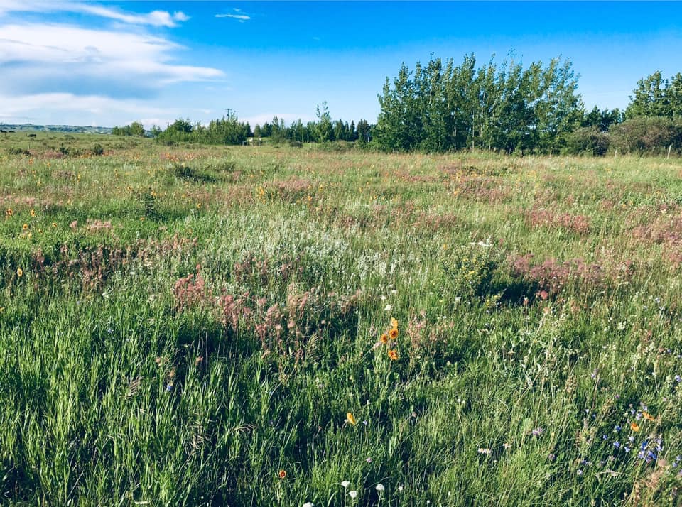 Willow Ridge Ranch | 254069 Towers Trail, Cochrane, AB T4C 2A3, Canada | Phone: (587) 432-7566