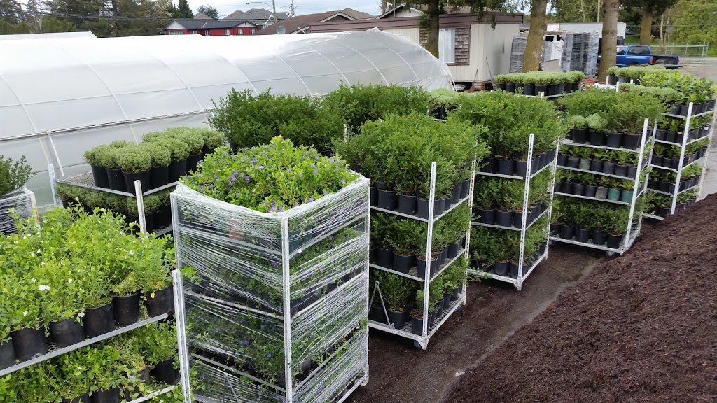 Green Mountain Nursery Ltd. | 2682 Lefeuvre Rd, Abbotsford, BC V4X 1H6, Canada | Phone: (604) 300-7226