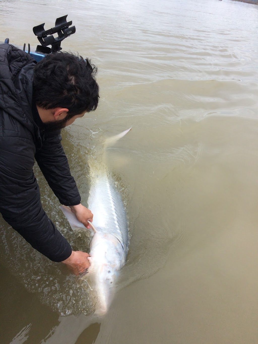 Mainlanders SportFishing-Sturgeon Fishing Charters- | 45695 Cartmell Rd, Chilliwack, BC V2P 4A6, Canada | Phone: (604) 701-9434