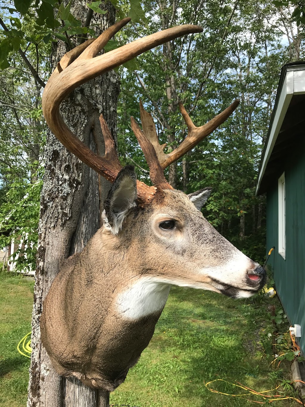 First class taxidermy | 5303 Arisaig Hwy 245, Antigonish, NS B2G 2L1, Canada | Phone: (902) 863-3640