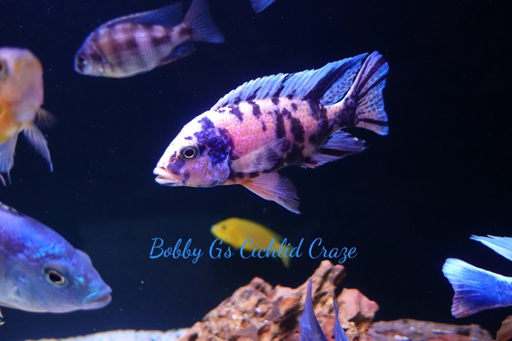 Bobby G’s Cichlid Craze | 658 Kokanee Rd, London, ON N5X 4K1, Canada | Phone: (519) 872-2888