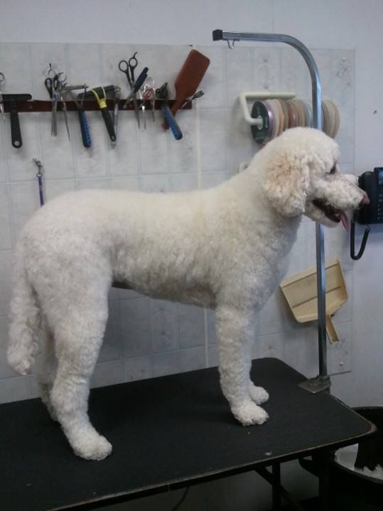 Assiniboine Dog Grooming | 94 Browning Blvd, Winnipeg, MB R3K 0L7, Canada | Phone: (204) 832-2801