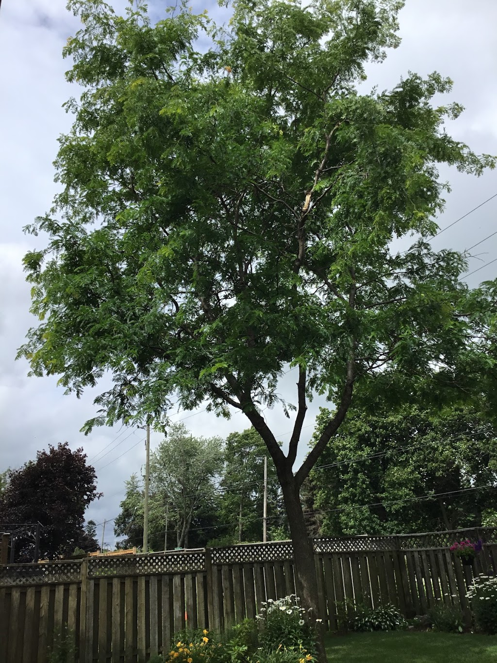 Beswick Tree Service | 418A Whitney Ave Unit C2, Hamilton, ON L8S 2H8, Canada | Phone: (905) 529-5612