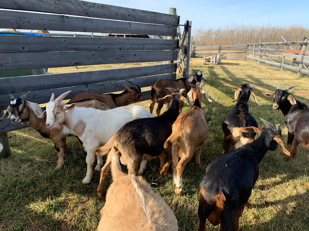 Ashiq Family Goat farm | 55503 AB-777, Alberta T0E 1V0, Canada | Phone: (780) 219-4398