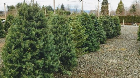 Christmas Tree Outlet | 24162 Dewdney Trunk Rd, Maple Ridge, BC V4R 1W6, Canada | Phone: (604) 788-8959