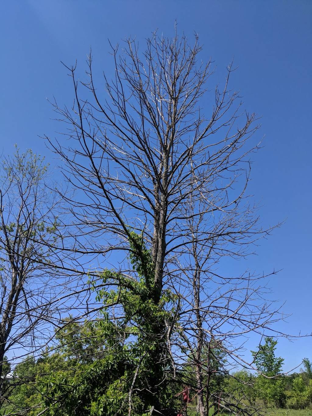 Parc du Bois-Joli | Boulevard Saint-René E, Gatineau, QC J8R 1N1, Canada