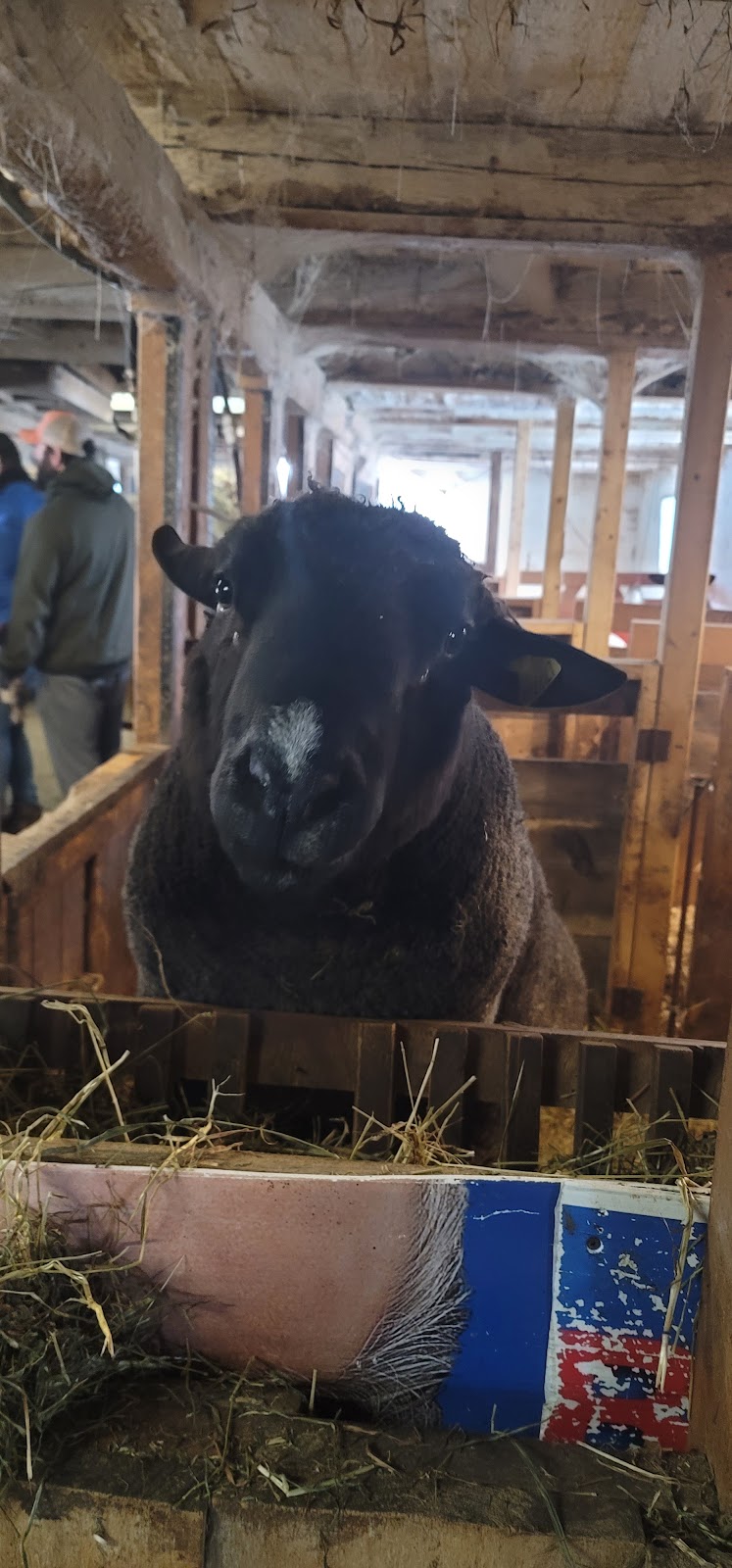 Ferme Origine | 1001 Chem. des Îles, Pintendre, QC G6C 1B5, Canada | Phone: (418) 931-9533