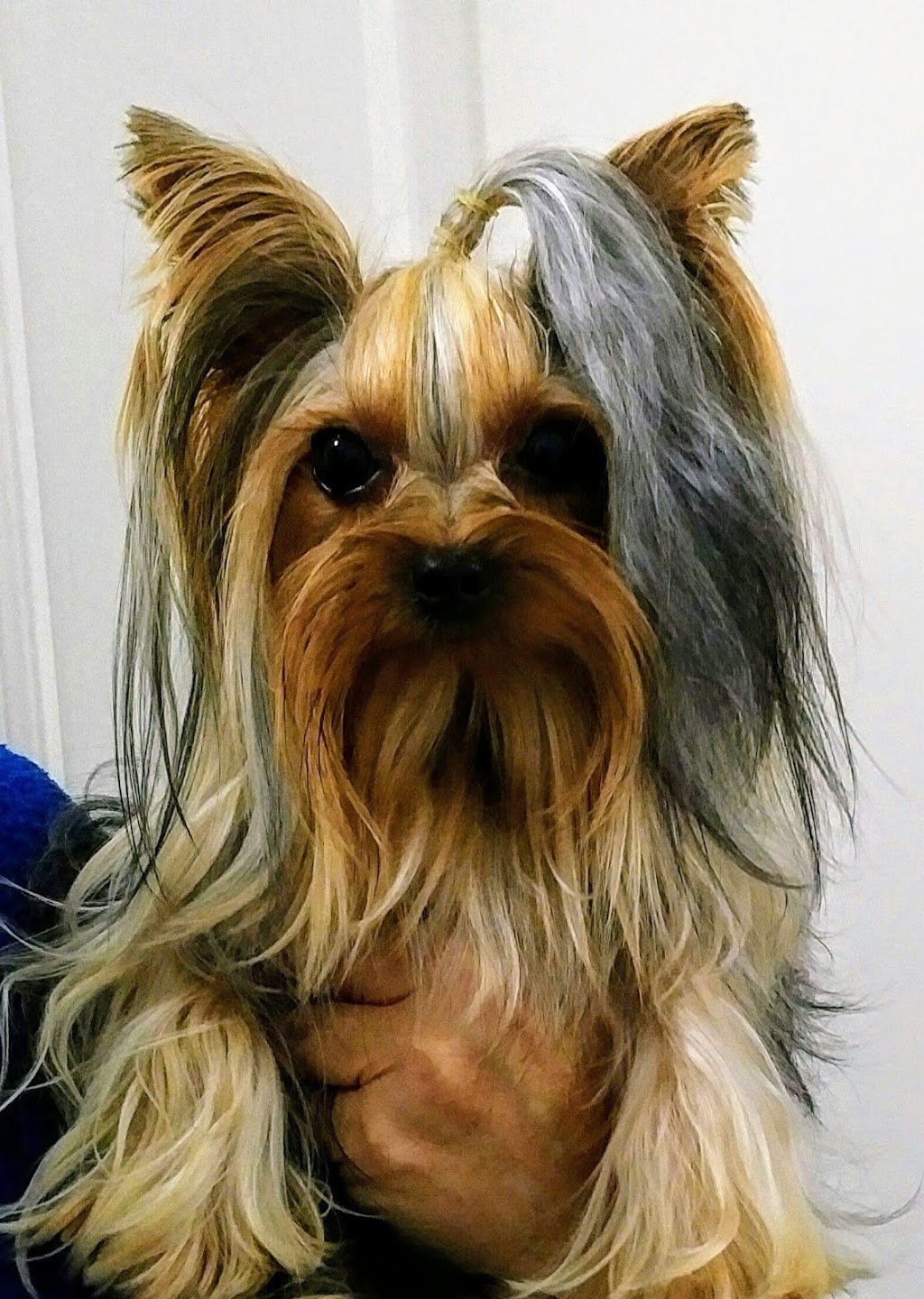 Adanta Yorkshire Terriers | 4074 Ontario 3, Simcoe, ON N3Y 4K4, Canada | Phone: (519) 426-4638