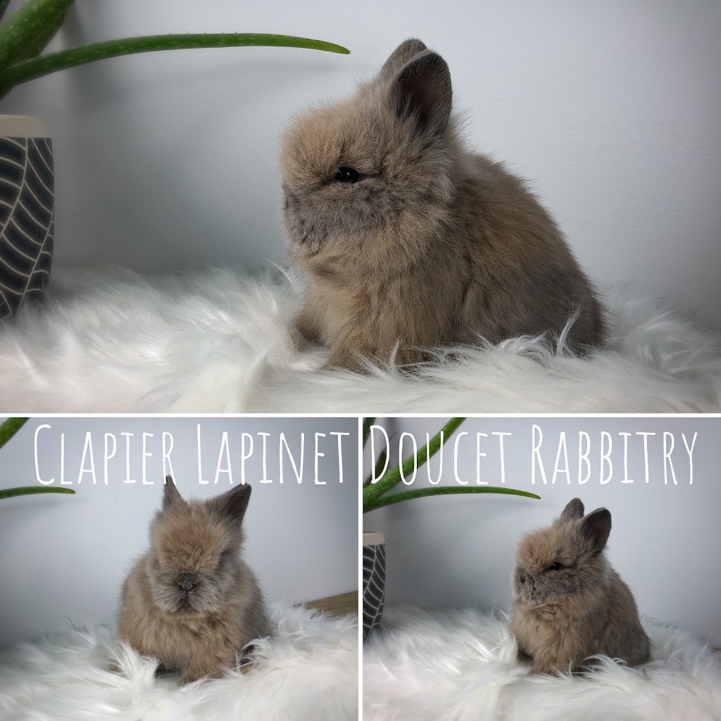 Clapier Lapinet Doucet Rabbitry | 547 Rue des Moraines, Québec, QC G3G 1G4, Canada | Phone: (418) 956-2463