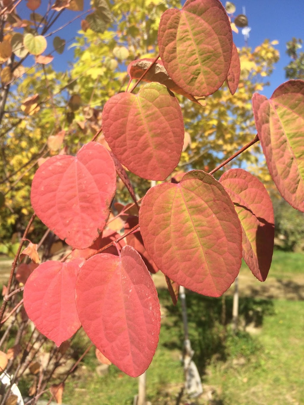 Clearview Nursery | 8257 County Rd 91, Stayner, ON L0M 1S0, Canada | Phone: (705) 428-0063