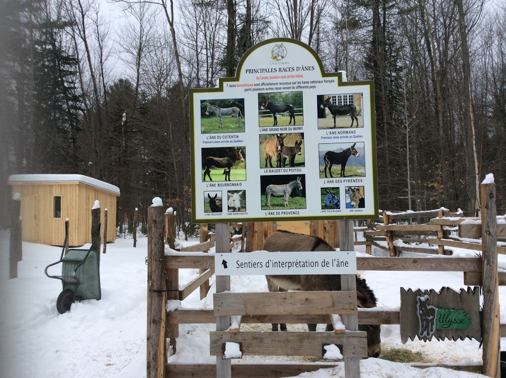 Asinerie âne gardien | 541 Rang du Pied de la Montagne, Sainte-Mélanie, QC J0K 3A0, Canada | Phone: (450) 889-8456