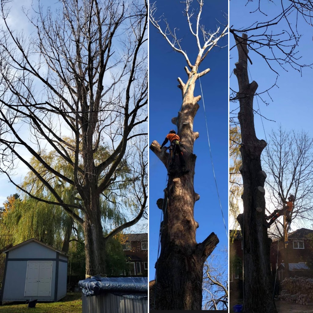 Toronto Tree Guys Inc. | 3190 Kingston Rd #72, Scarborough, ON M1M 1P5, Canada | Phone: (647) 390-9223