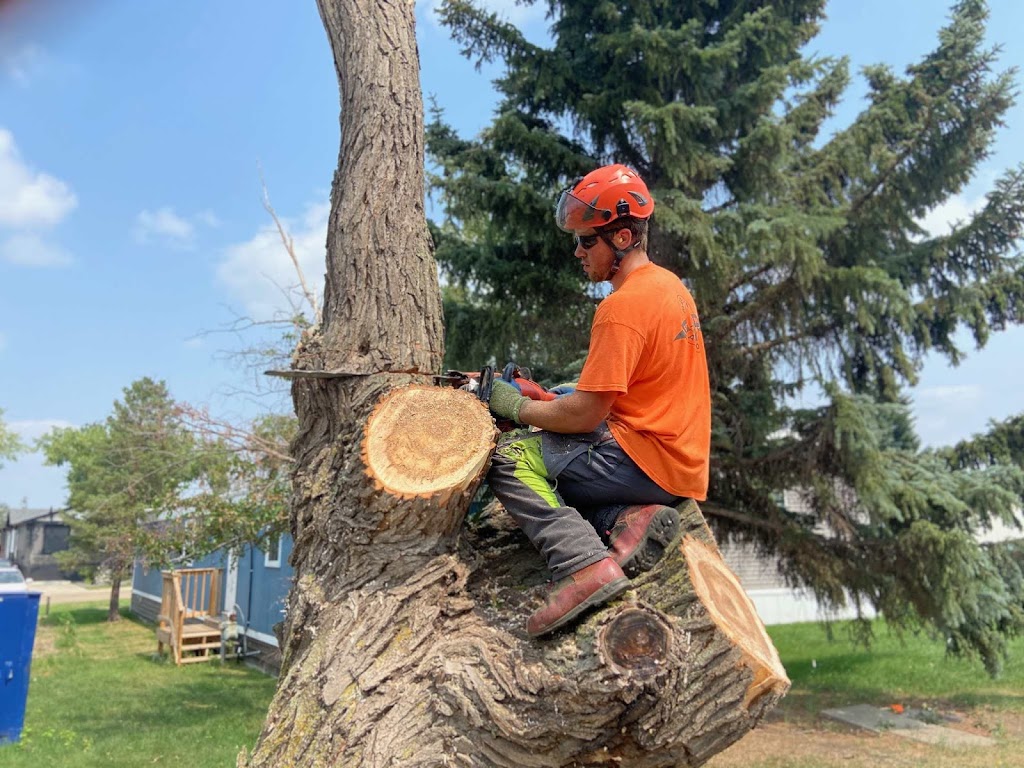 Alberta Arborists | 5480 Meridian St NW, Edmonton, AB T6P 1R3, Canada | Phone: (587) 415-7617