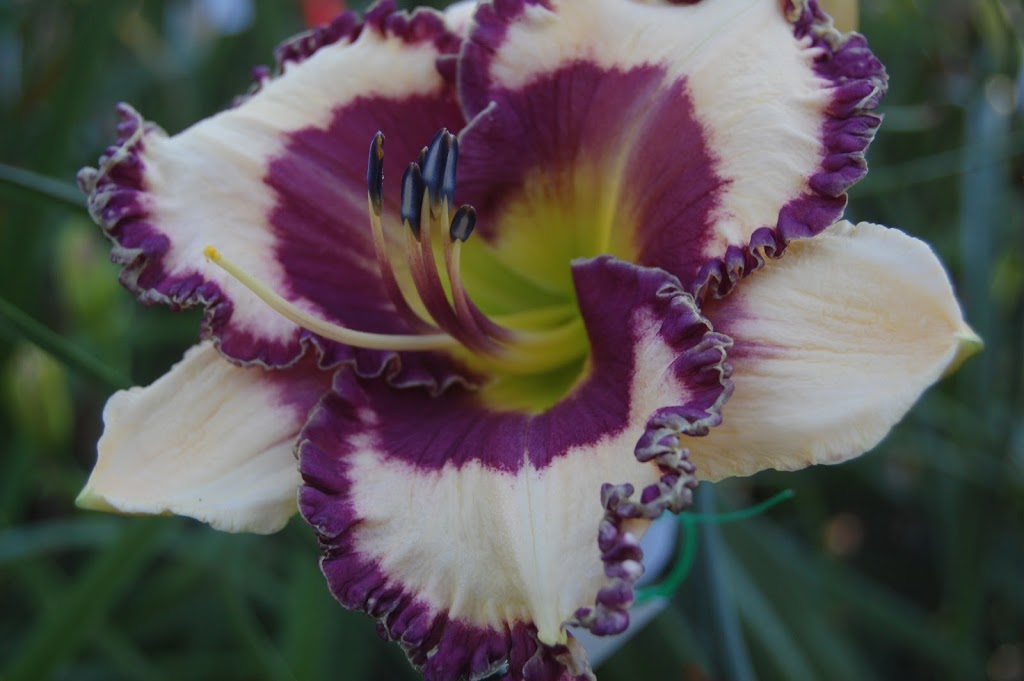 TrueNorthDaylilies | 59 Hutchinson Rd, Warkworth, ON K0K 3K0, Canada | Phone: (705) 924-1071