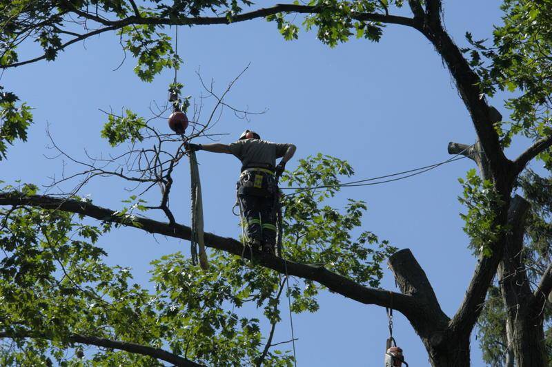 Shady Expert Tree Care | 17468 Warden Ave., Newmarket, ON L3Y 4W1, Canada | Phone: (905) 830-0081