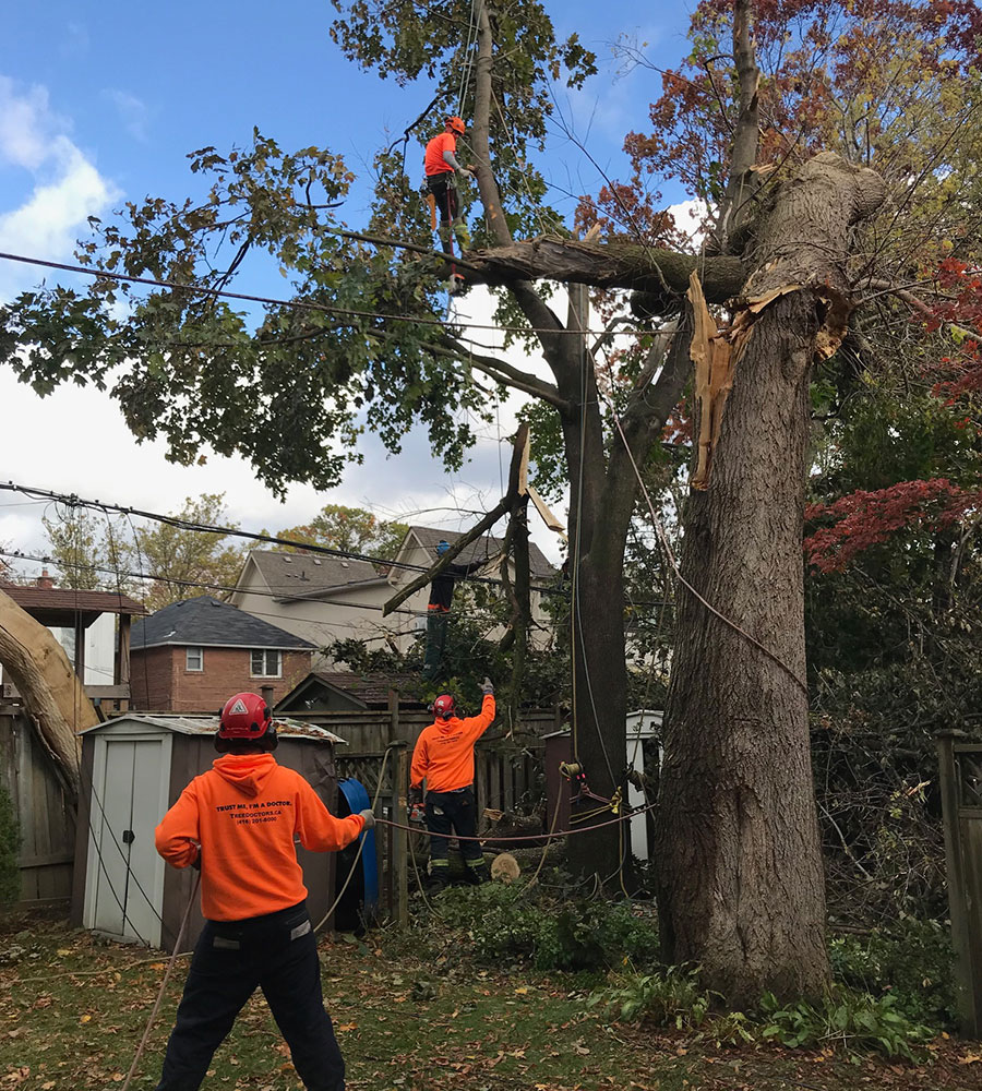 Tree Service Coquitlam Inc. | 1145 Inlet St, Coquitlam, BC V3B 6E8, Canada | Phone: (778) 488-9410