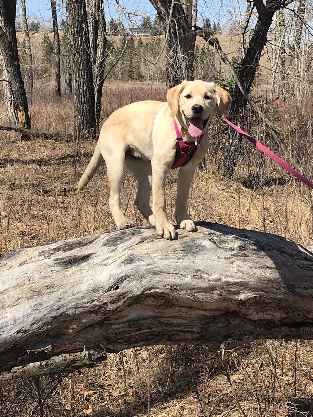 WAGDogs Dog Training and Consulting in Sidney and nearby areas | 10187 Fifth St, Sidney, BC V8L 5E4, Canada | Phone: (403) 708-8224