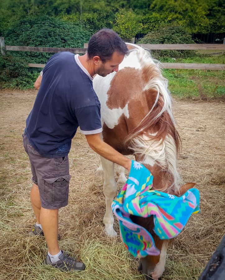 Stable Horse Training and Rehabilitation | 26136 Dewdney Trunk Rd, Maple Ridge, BC V2W 1A2, Canada | Phone: (604) 315-1517