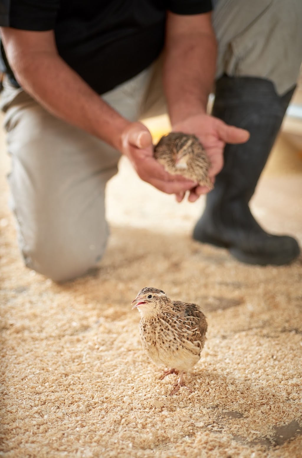 Spring Creek Quail Farms | 3625 Sixteen Rd, Saint Anns, ON L0R 1Y0, Canada | Phone: (905) 328-2189