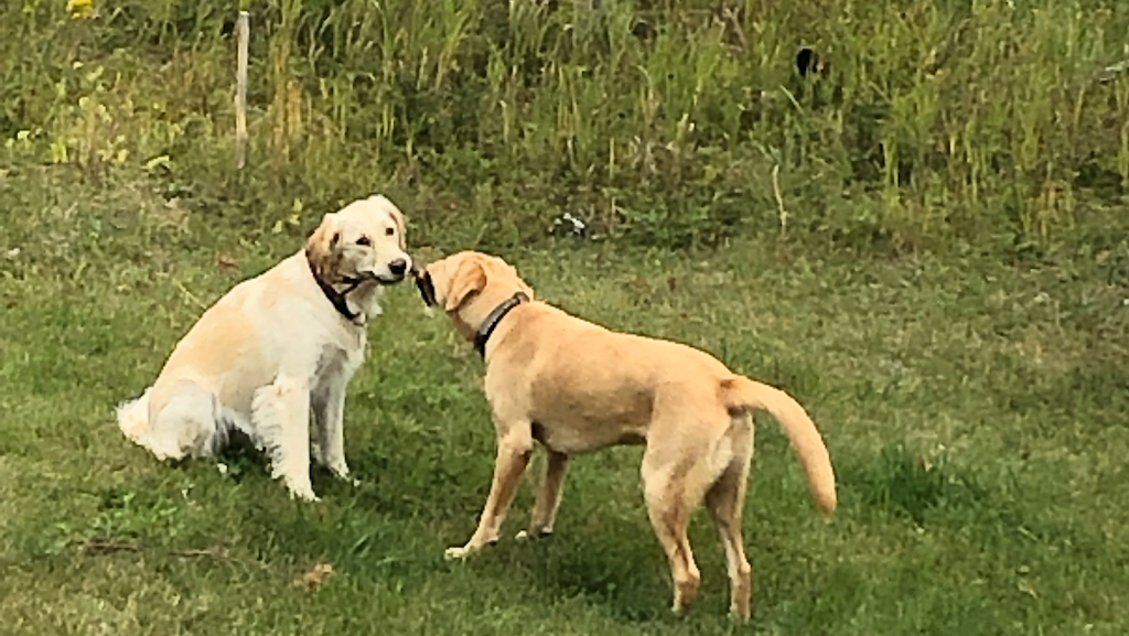 Comportement Canin /Éducateur Canin en renforcement positif | 435 Rang St Joseph, La Malbaie, QC G5A 2A9, Canada | Phone: (418) 324-3113