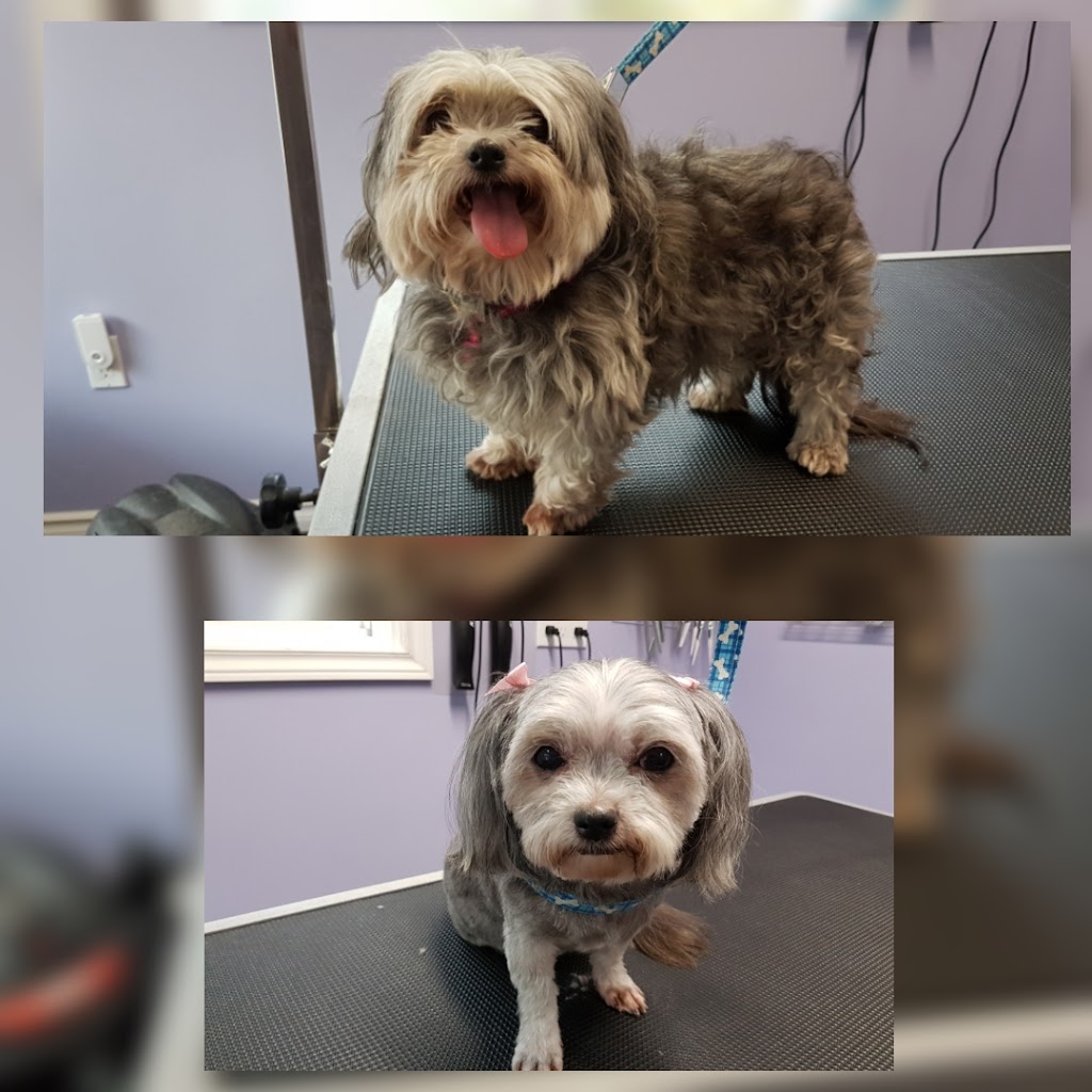 Shear Pawfection Pet Grooming | 9752 County Rd 93, Midland, ON L4R 4L9, Canada | Phone: (705) 717-0105