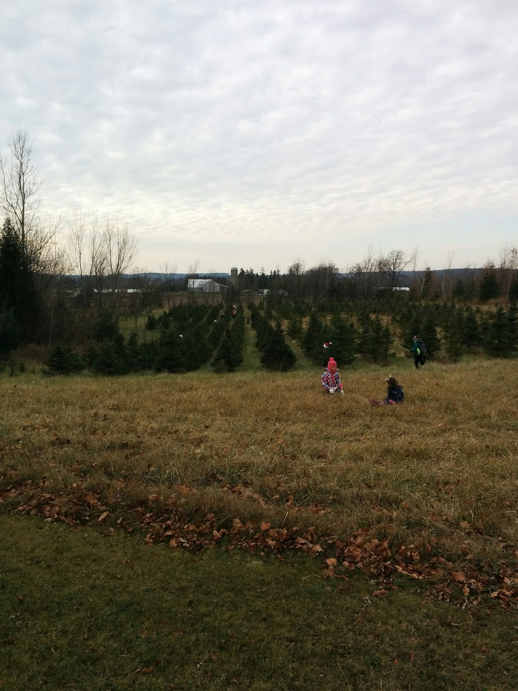 Kroes Christmas Tree Farm | 1903 Perth Line 43, Perth East, ON N3H 3Z5, Canada | Phone: (519) 276-7034