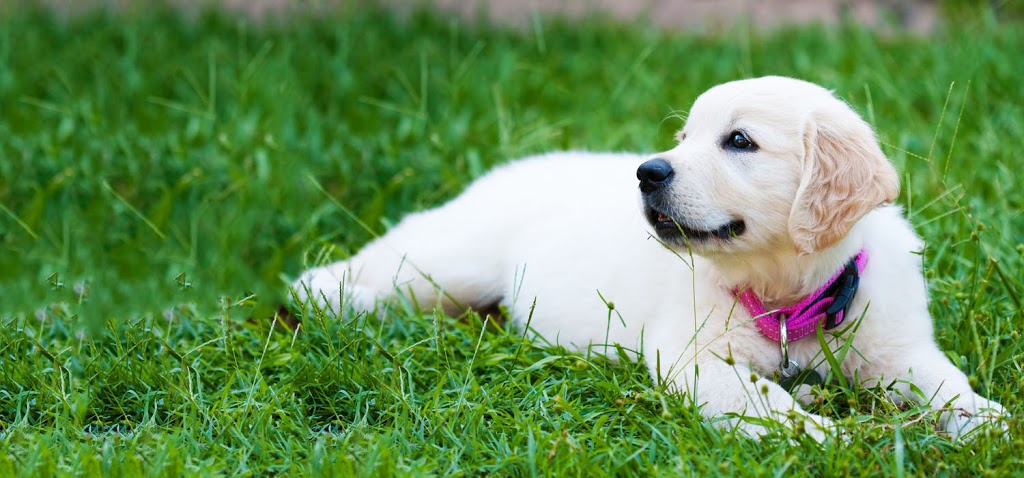 Radiopet Hidden Dog Fencing | 252 Wessenger Dr, Barrie, ON L4N 8R4, Canada | Phone: (705) 739-8885