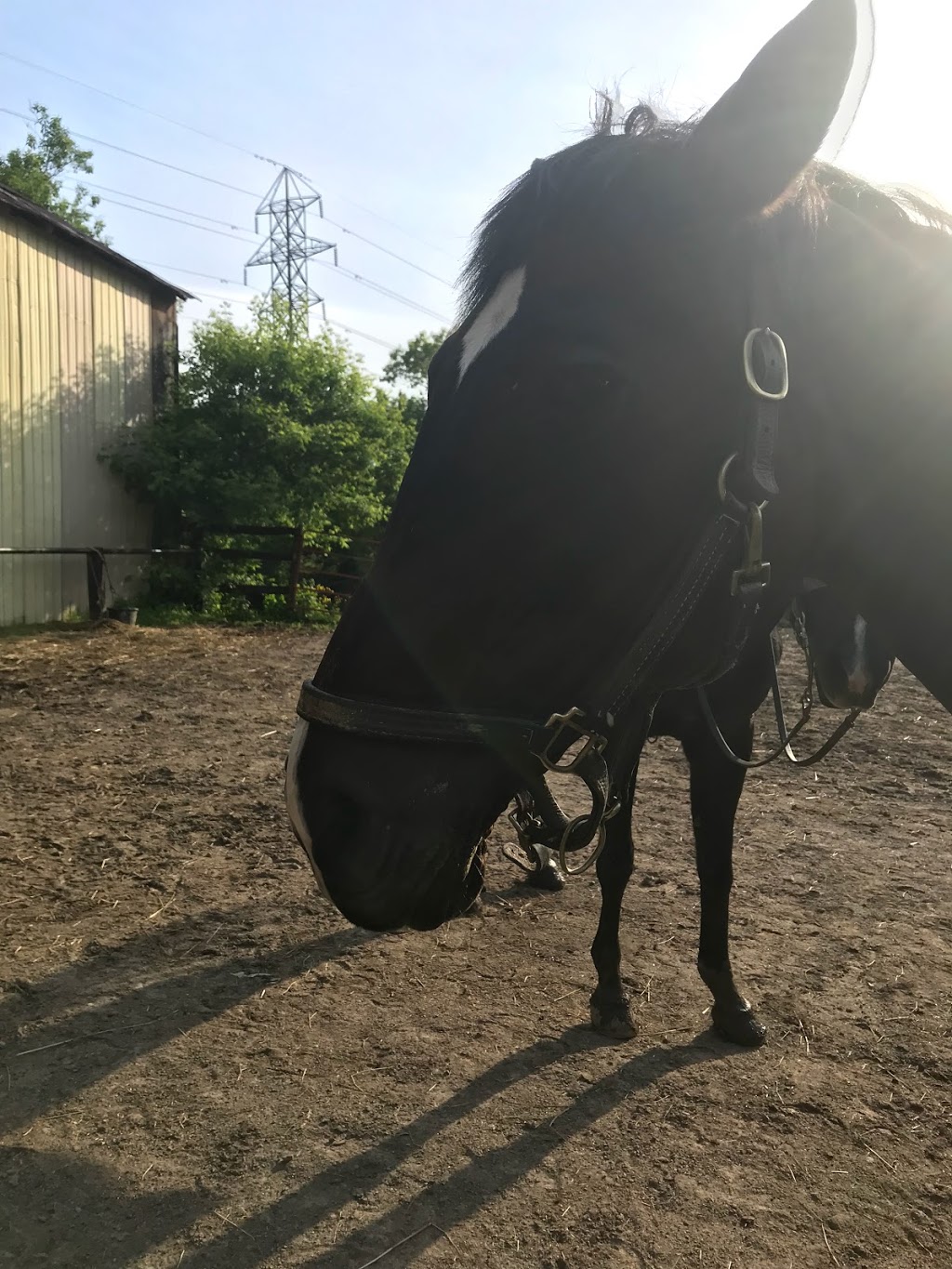 Niagara Riding Stables | 471 Warner Rd, Niagara-on-the-Lake, ON L0S 1J0, Canada | Phone: (905) 262-5101