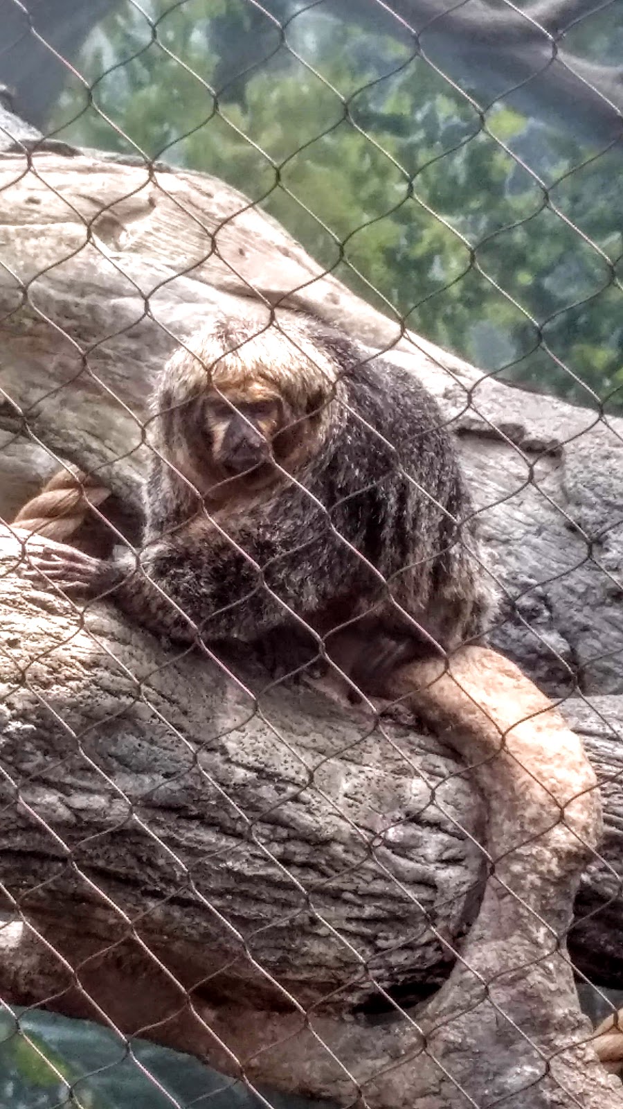 Tiger Exhibit at Buffalo Zoo | Buffalo, NY 14214, USA | Phone: (716) 837-3900